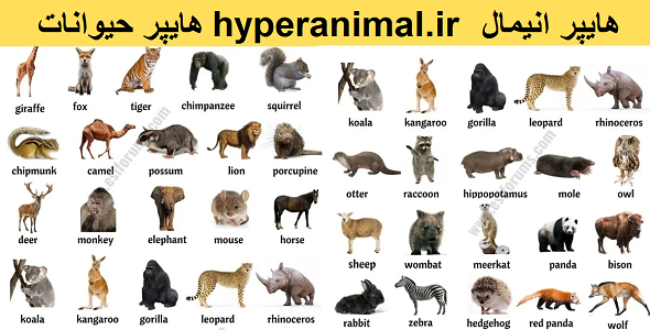هایپر انیمال – هایپر حیوانات – hyperanimal – وب سایت